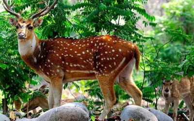 Chail-Wildlife-Sanctuary.jpg Chail-Wildlife-Sanctuary.jpg