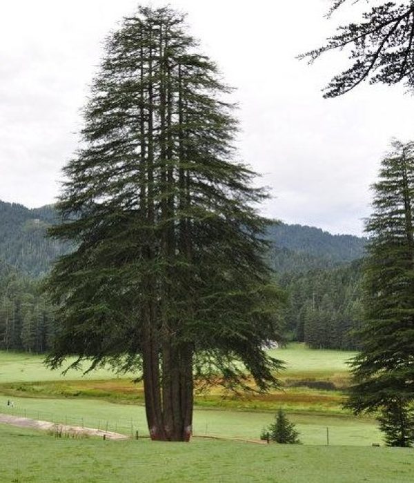 Panch-Pandav’-Tree-e1388660718597 Panch-Pandav’-Tree-e1388660718597
