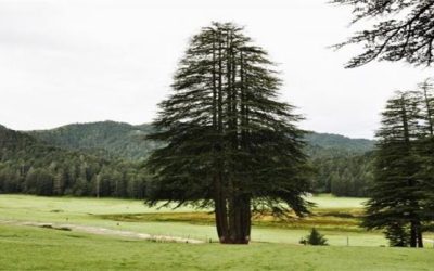 Panch Pandav Tree Panch Pandav Tree