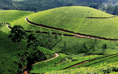 Tea Gardens Tea Gardens
