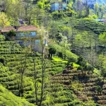Palampur